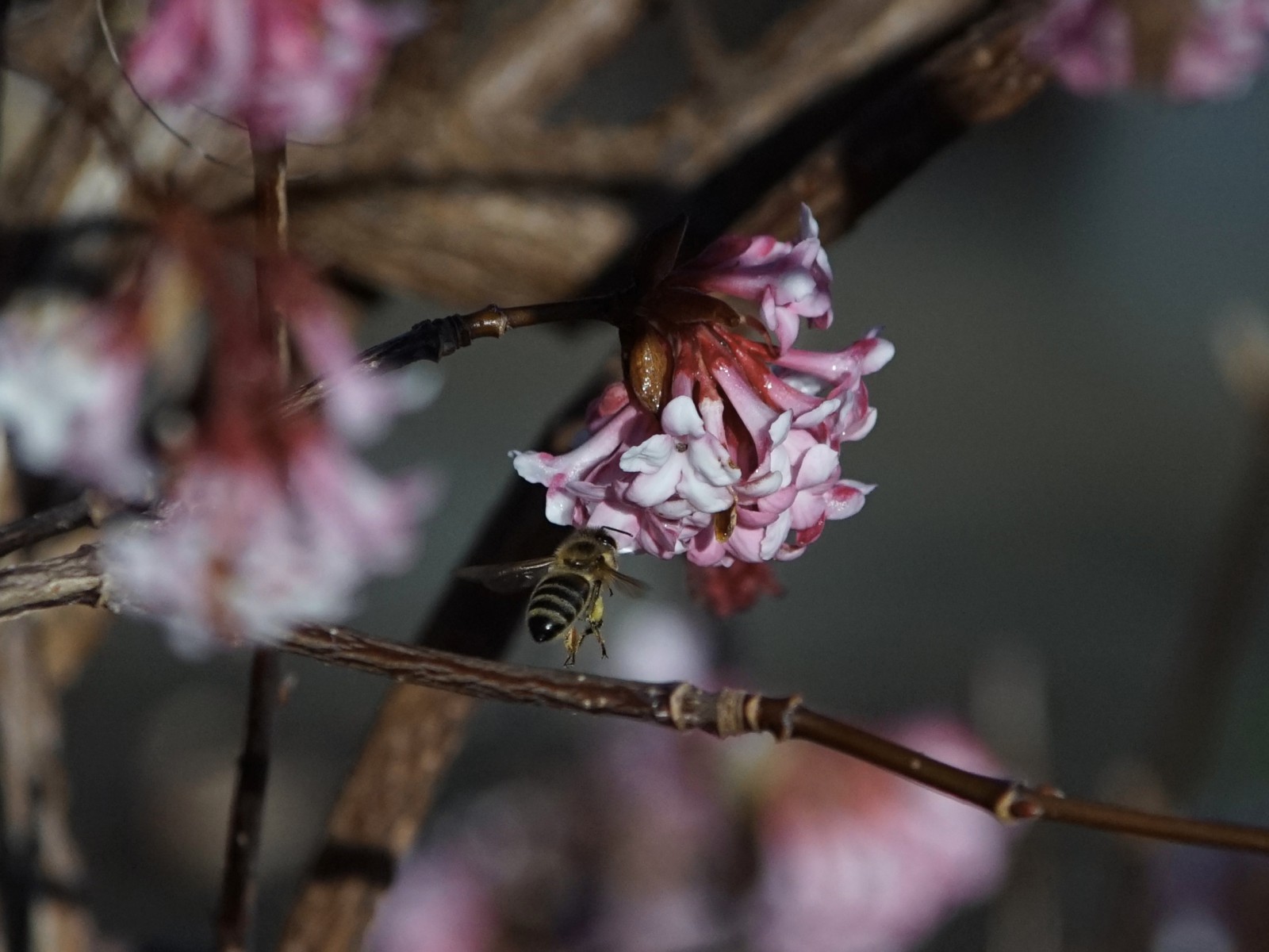 Biene an Winterschneebalblüte-2 Biene an Winterschneebalblüte-2
