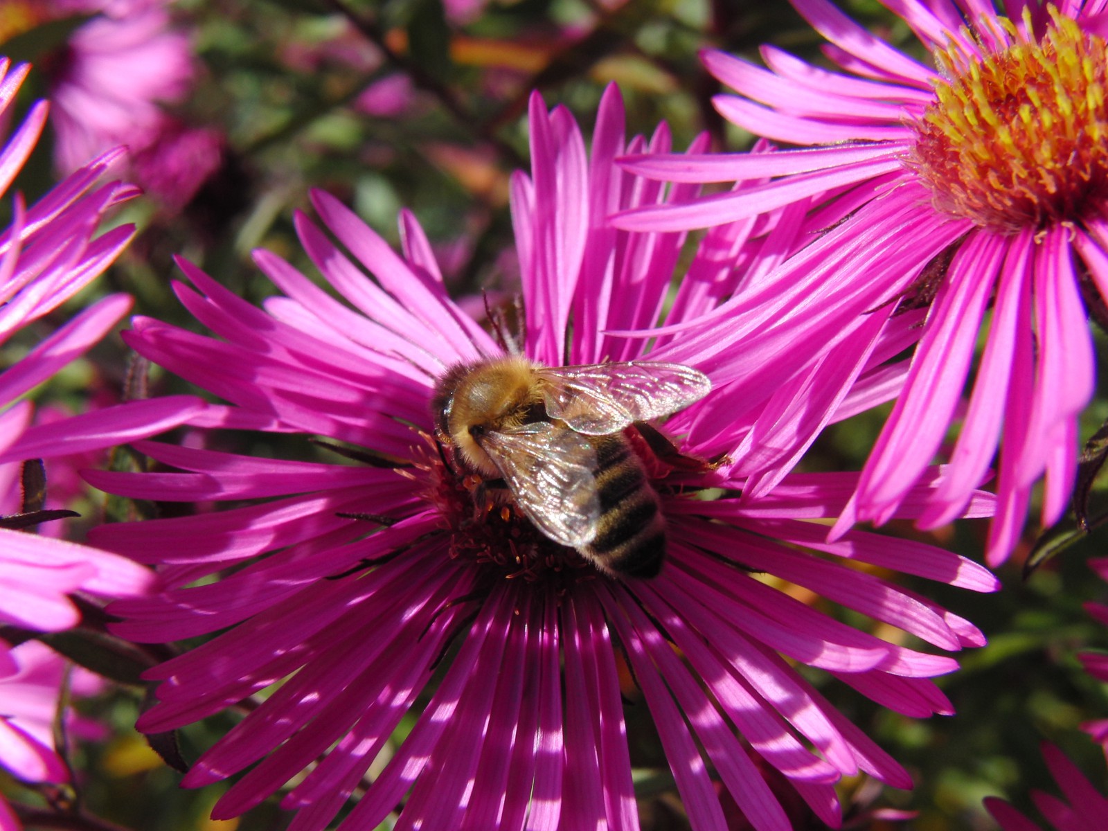 Biene auf Astern 3 Biene auf Astern 3