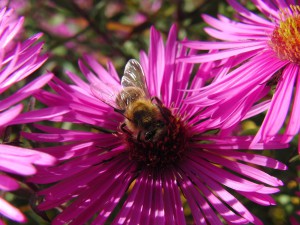 Biene auf Astern 5 Biene auf Astern 5