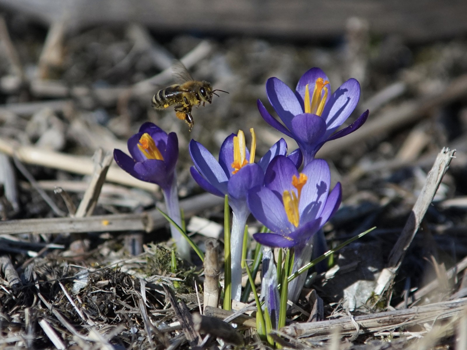 Biene auf dem Weg zum Krokus  Biene auf dem Weg zum Krokus