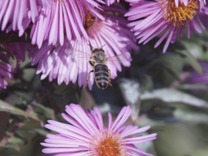 Biene auf dem Weg zur Herbstaster Biene auf dem Weg zur Herbstaster