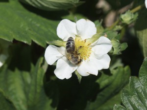 Biene auf Erdbeerblüte Biene auf Erdbeerblüte