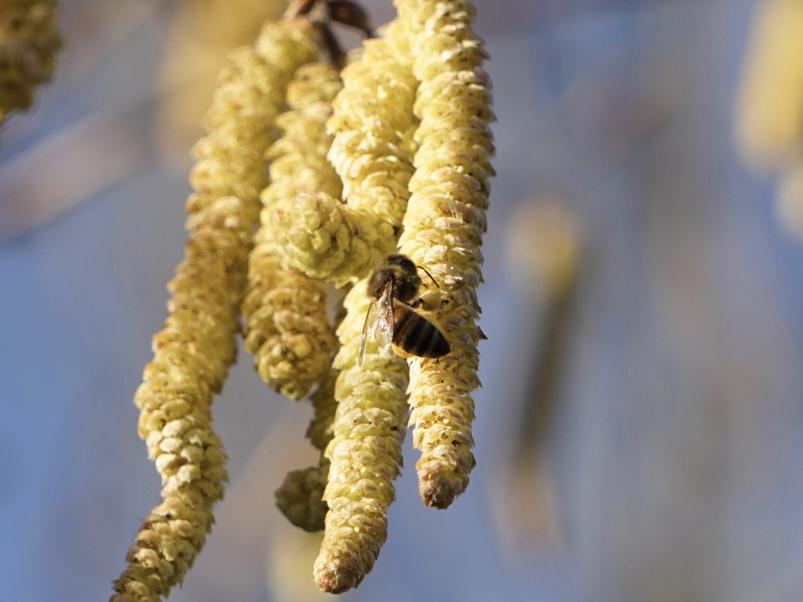 Biene auf Erlenkätzchen Biene auf Erlenkätzchen
