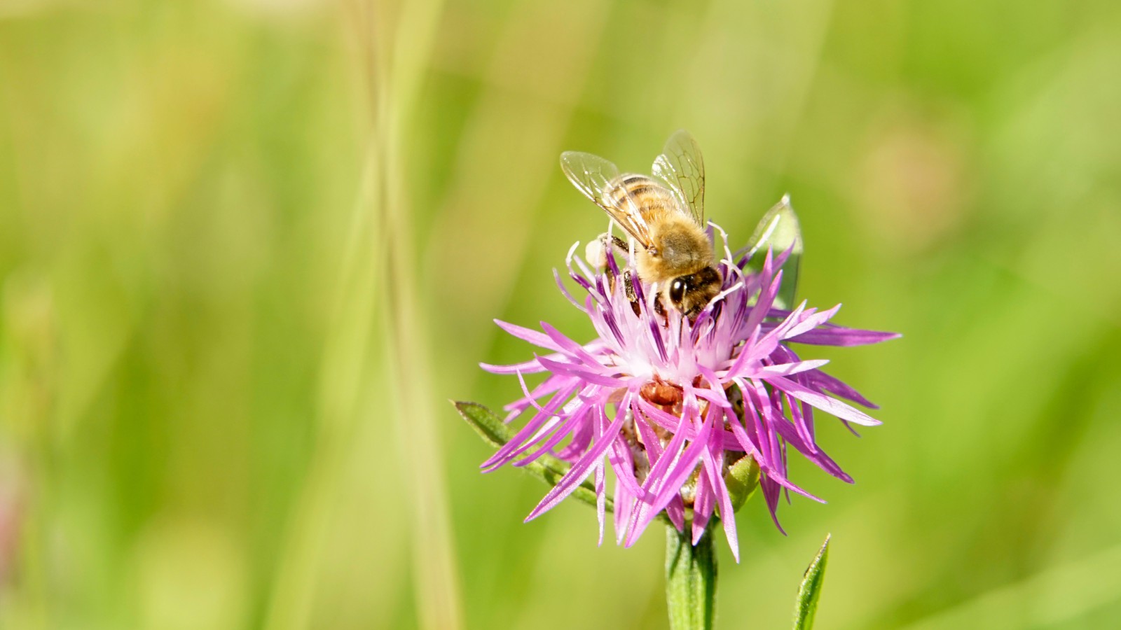 Biene auf Flockenblume