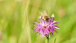 Biene auf Flockenblume Biene auf Flockenblume