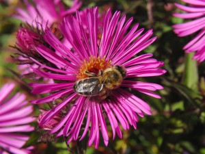 Biene auf Herbstaster 2 Biene auf Herbstaster 2