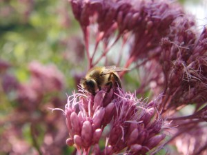 Biene auf Herbstblume Biene auf Herbstblume