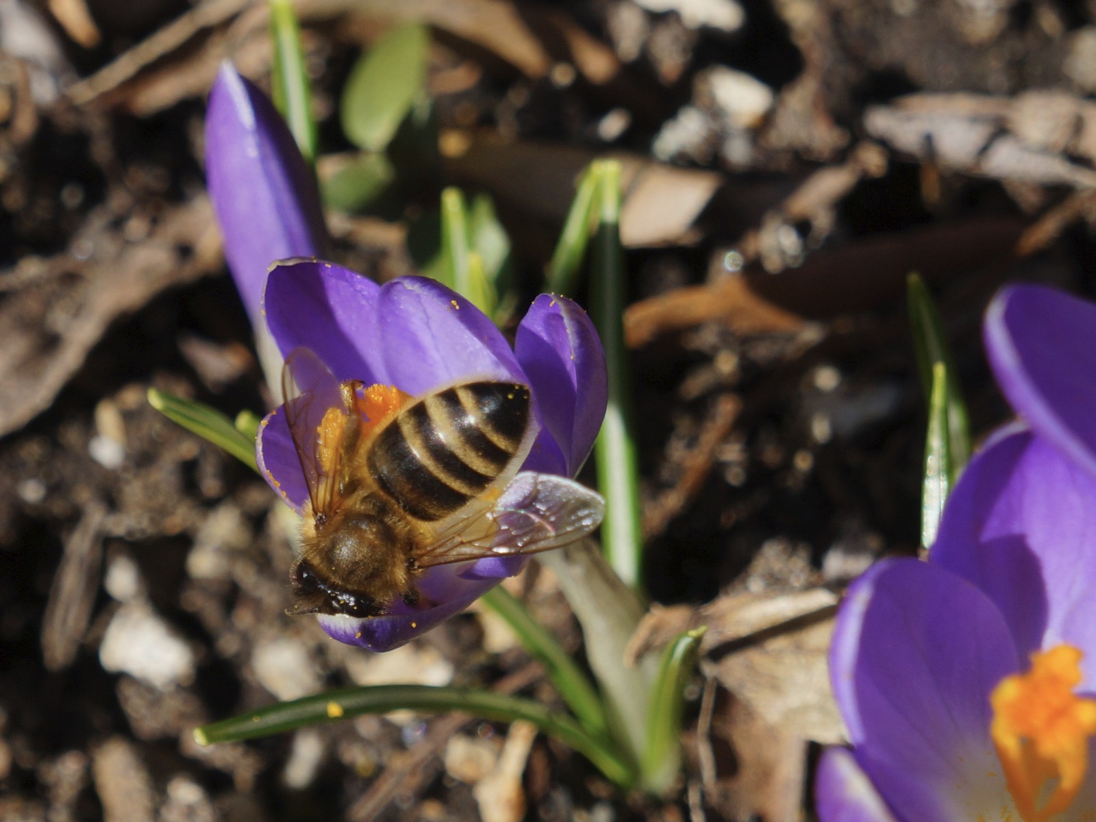 Biene auf kleinen Krokus Biene auf kleinen Krokus