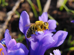 Biene auf Krokus Biene auf Krokus