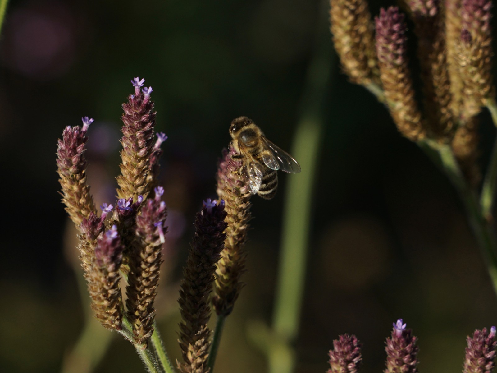 Biene auf letzten Blüten im Herbst Biene auf letzten Blüten im Herbst