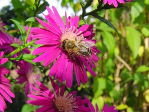 Biene auf lila Aster Biene auf lila Aster