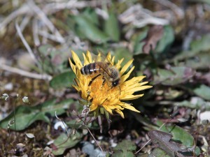 Biene auf Löwenzahn Biene auf Löwenzahn