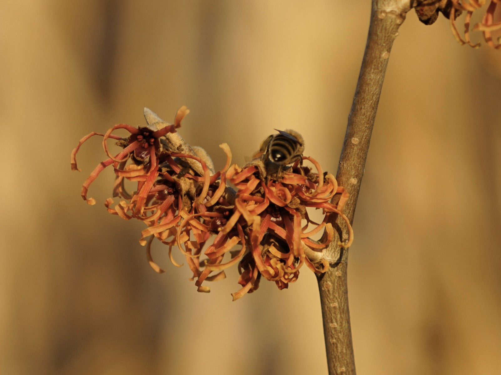 Biene auf oranger Zaubernuss Biene auf oranger Zaubernuss