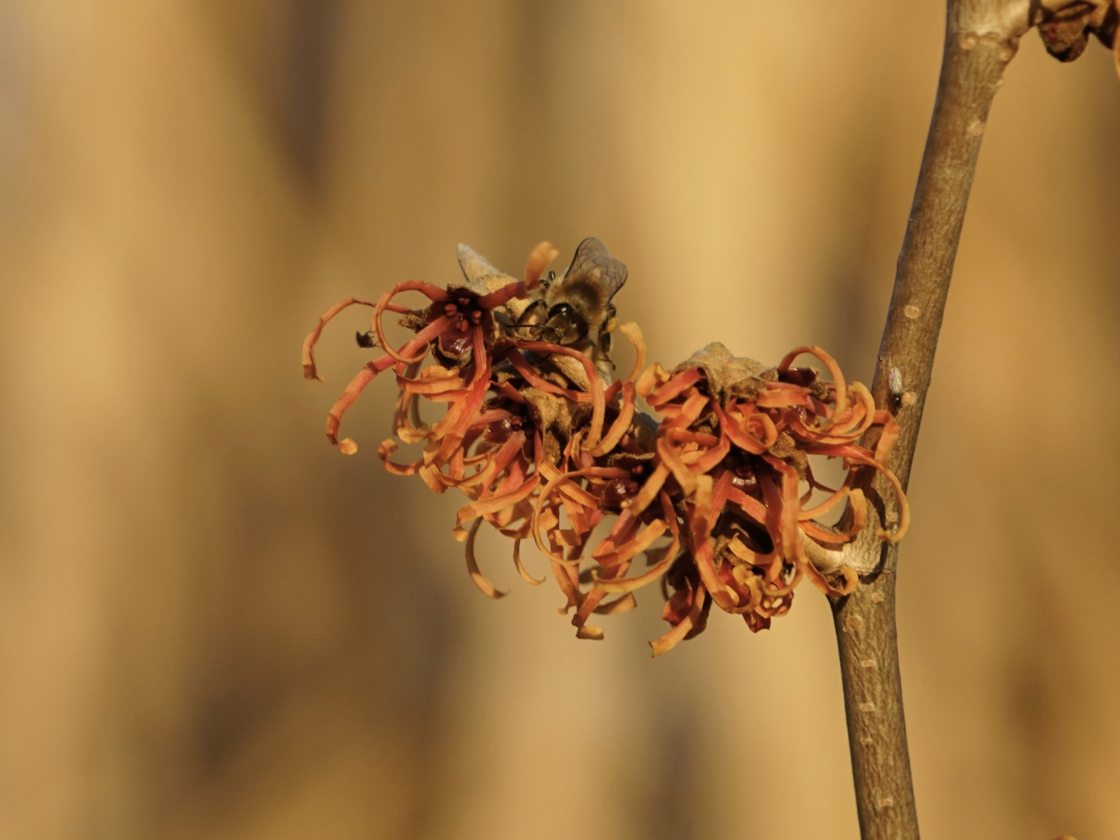 Biene auf oranger Zaubernuss Jan 2022 Biene auf oranger Zaubernuss Jan 2022