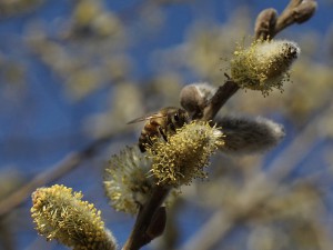 Biene auf Palmkätzchen Biene auf Palmkätzchen