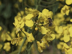 Biene auf Rapsblüte 1 Biene auf Rapsblüte 1