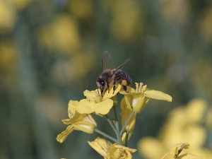 Biene auf Rapsblüte Biene auf Rapsblüte