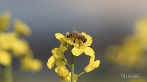 Biene auf Rapsblüte Biene auf Rapsblüte