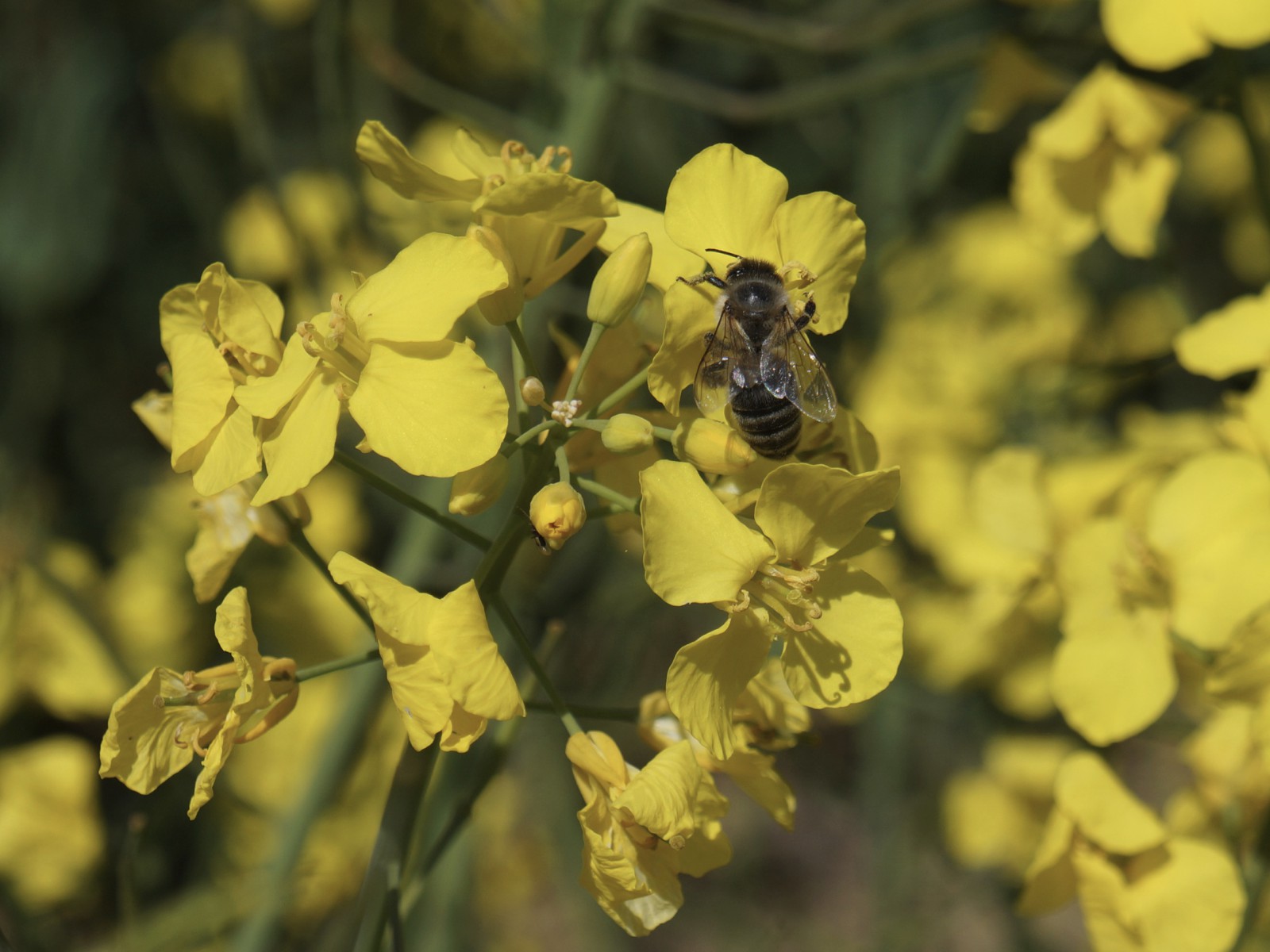 Biene auf Rapsblüte 2 Biene auf Rapsblüte 2
