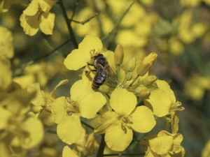 Biene auf Rapsblüte 3 Biene auf Rapsblüte 3