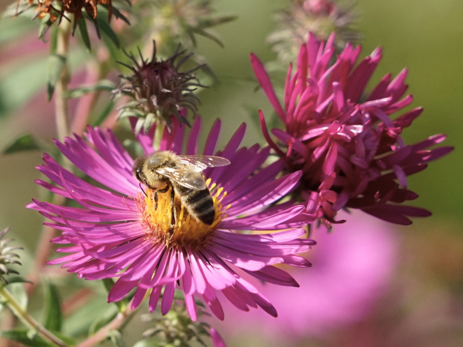 Biene auf rosa Asternblüte Biene auf rosa Asternblüte