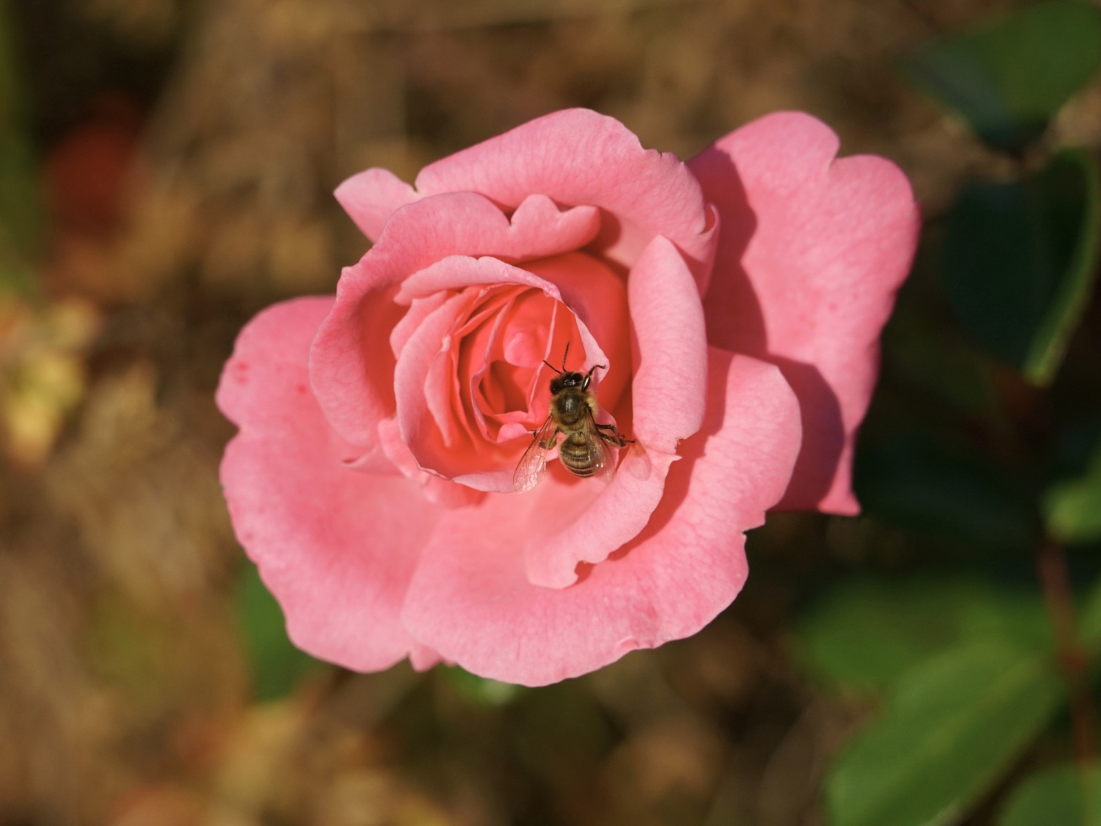 Biene auf Rose im Oktober Biene auf Rose im Oktober