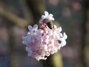 Biene auf Schneeball Biene auf Schneeball