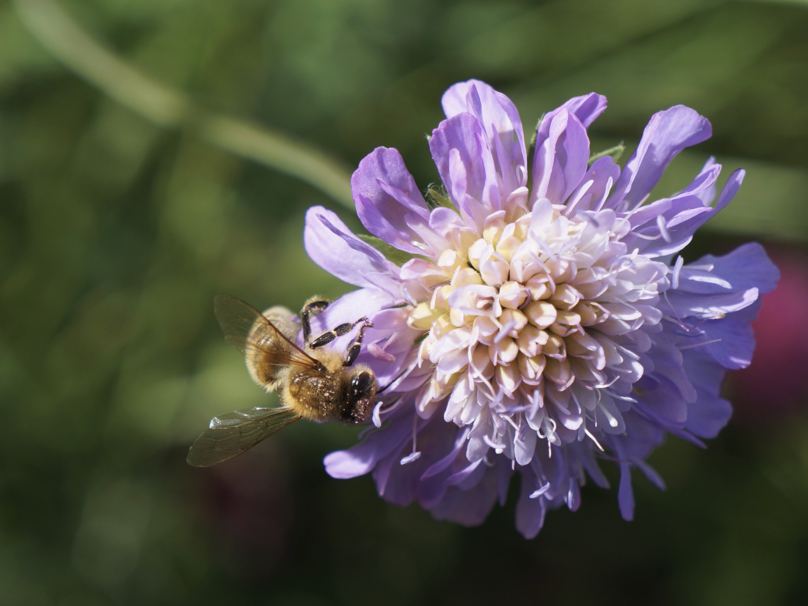 Biene auf Sommerblüte Biene auf Sommerblüte