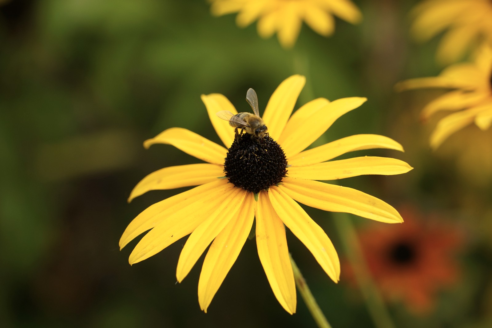 Biene auf Sonnenhut Biene auf Sonnenhut