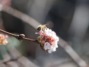 Biene auf Winterschneeballblüten Biene auf Winterschneeballblüten