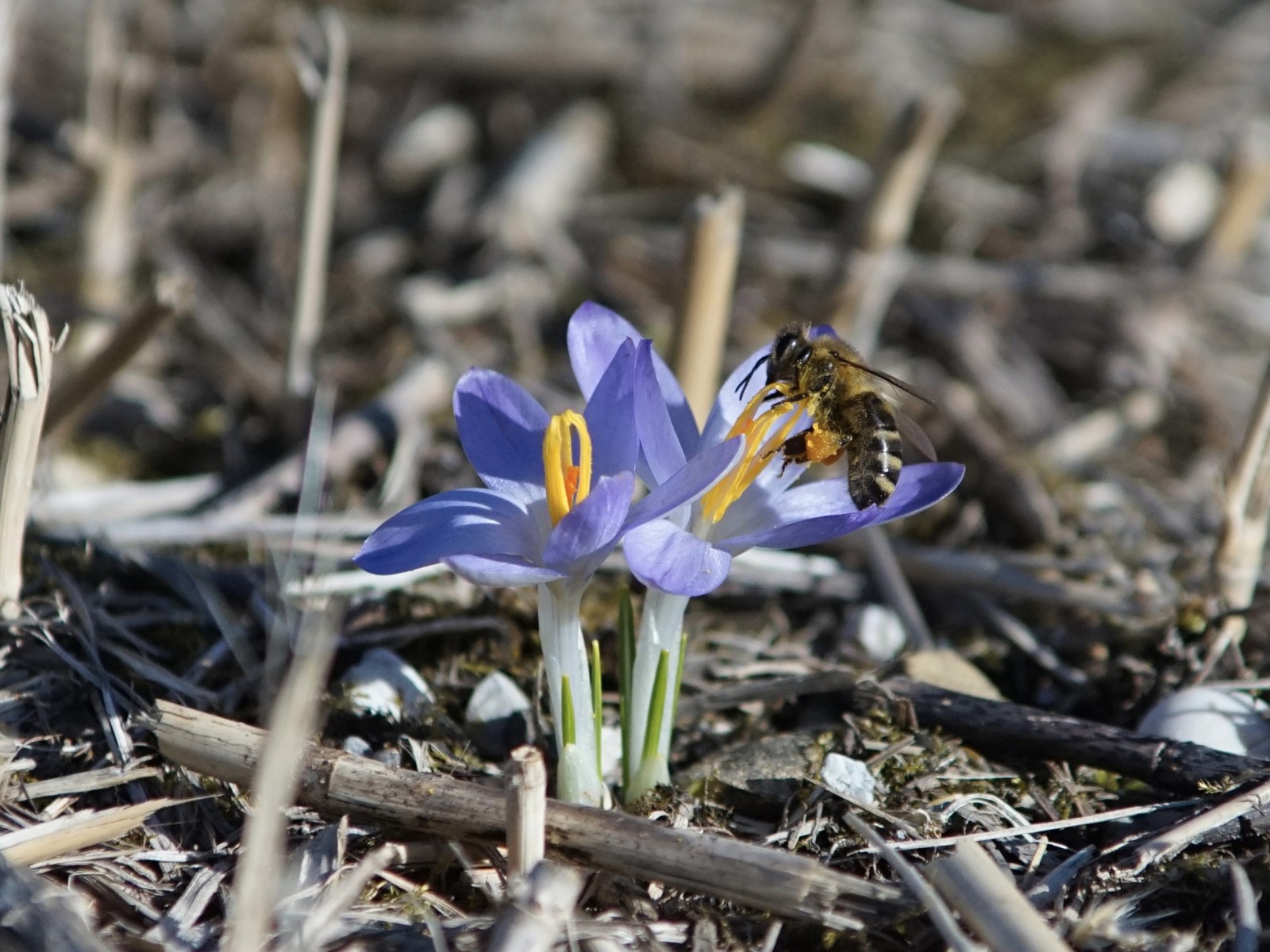 Biene bei den Elfenkrokusse Biene bei den Elfenkrokusse
