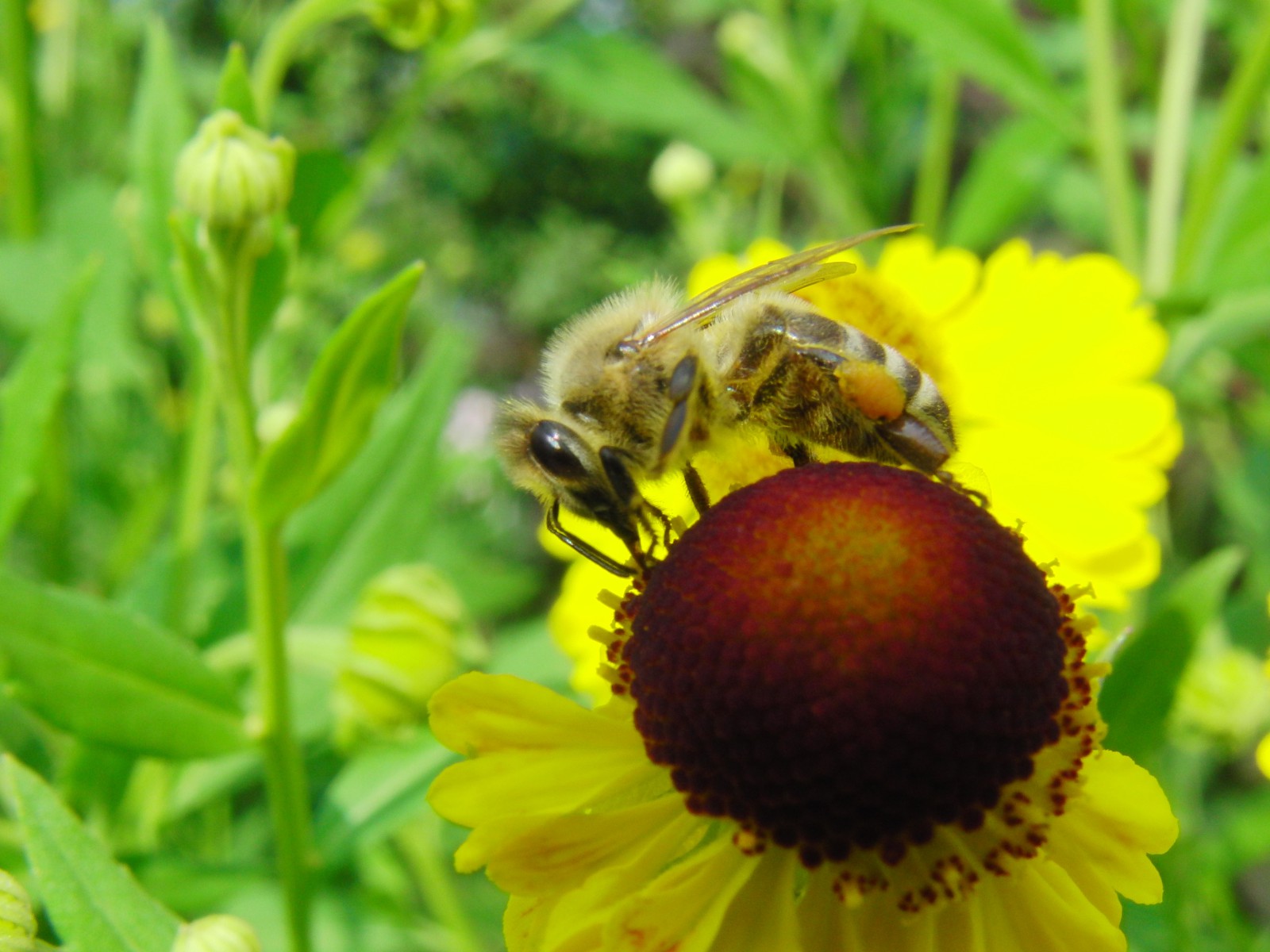 Biene bei Nektarsuche Biene bei Nektarsuche