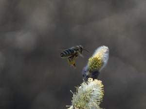 Biene beim Anflug vom Palmkätzchen Biene beim Anflug vom Palmkätzchen