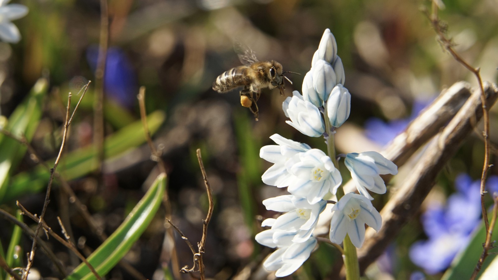 Biene beim Nektarhamstern Biene beim Nektarhamstern