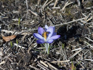 Biene im Elfenkrokus Biene im Elfenkrokus