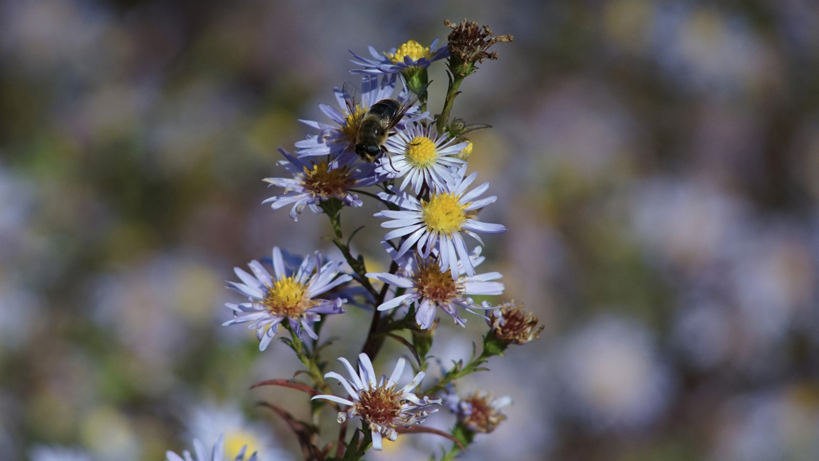 Biene im Herbst auf Astern Biene im Herbst auf Astern