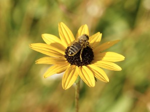 Biene im Herbst auf Sonnenhut Biene im Herbst auf Sonnenhut