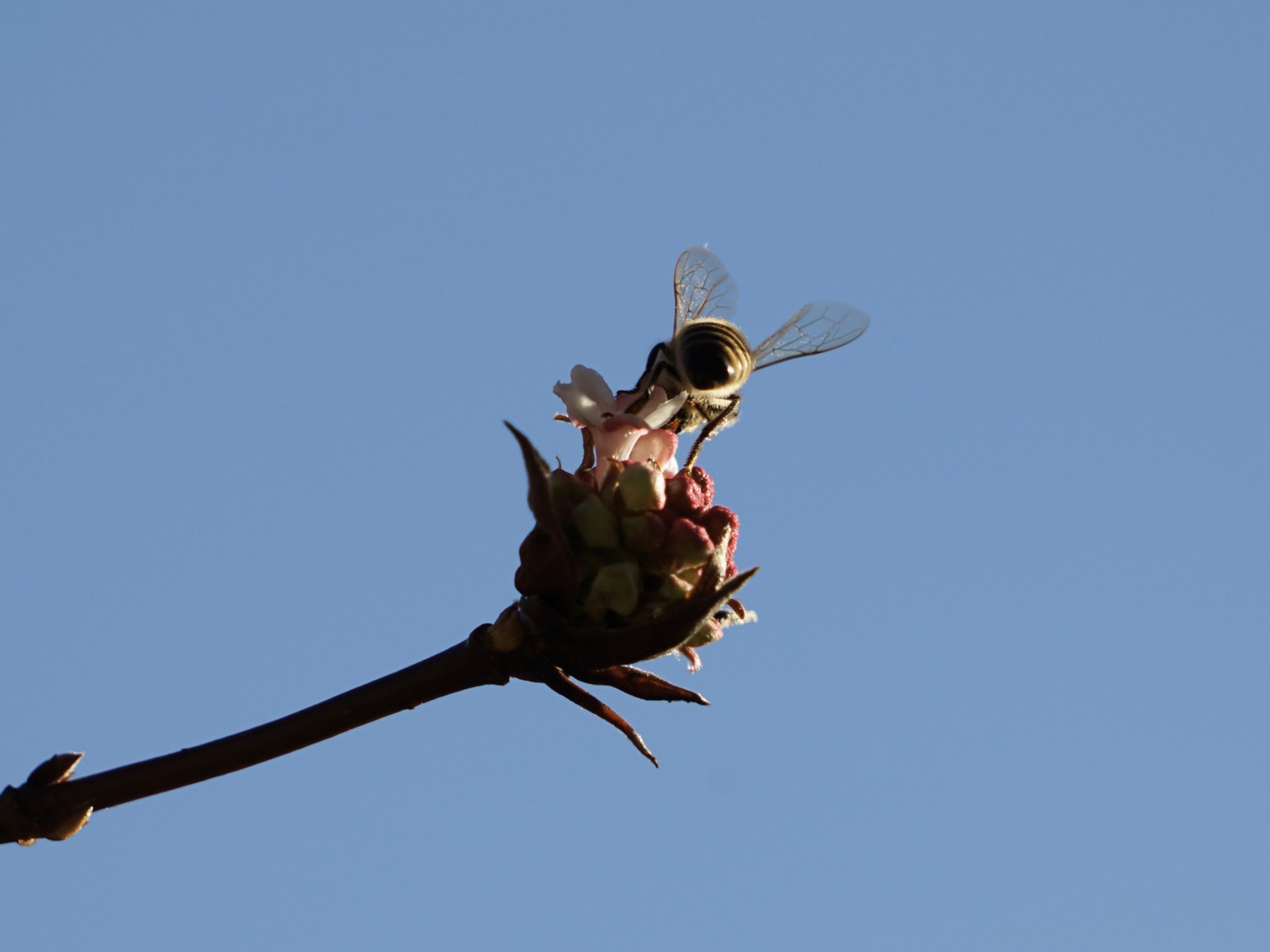 Biene im Januar Biene im Januar