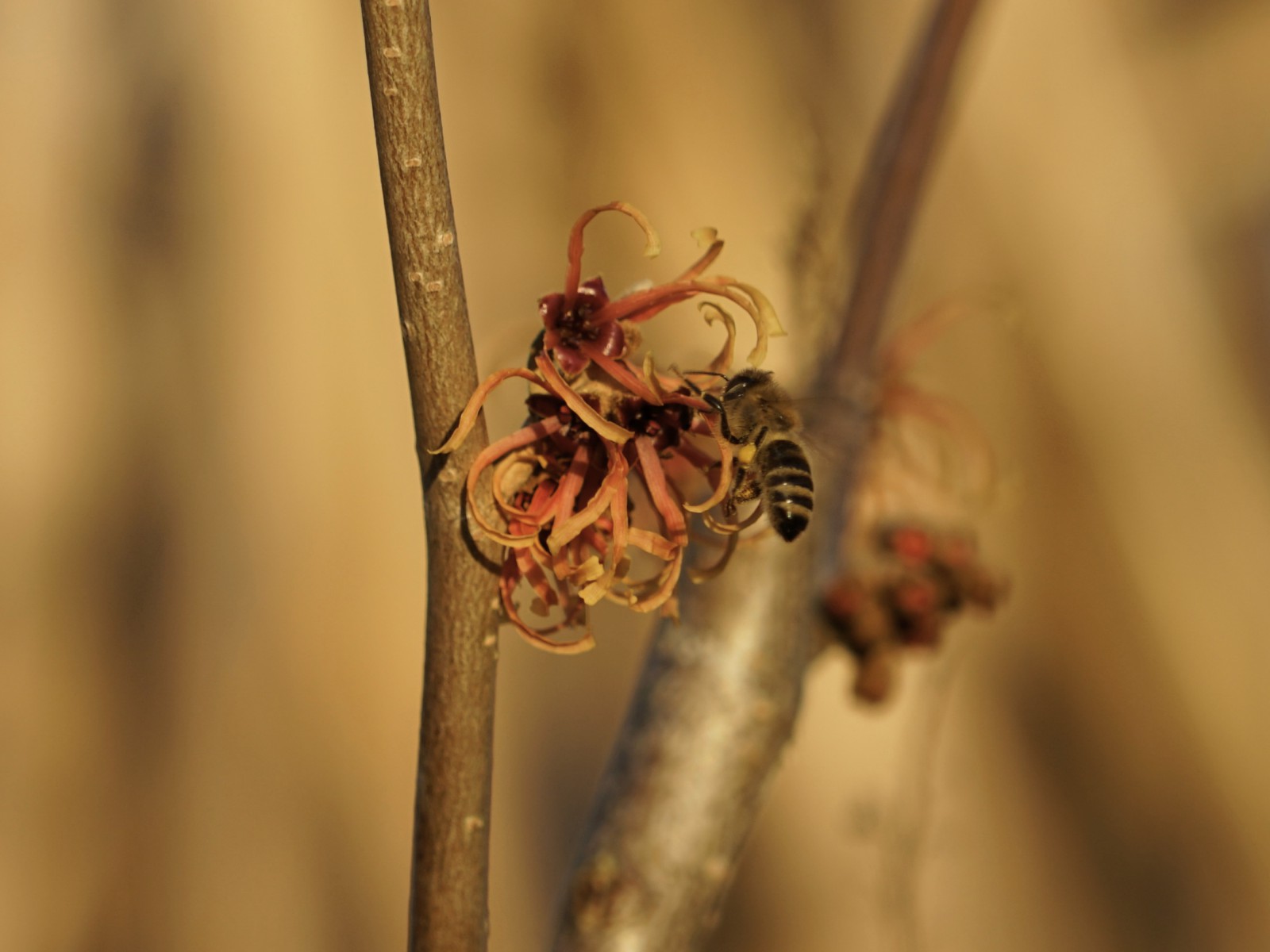 Biene im Januar 2022 Biene im Januar 2022