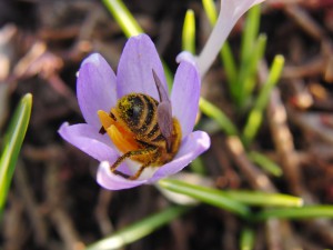 Biene im Krokus Biene im Krokus