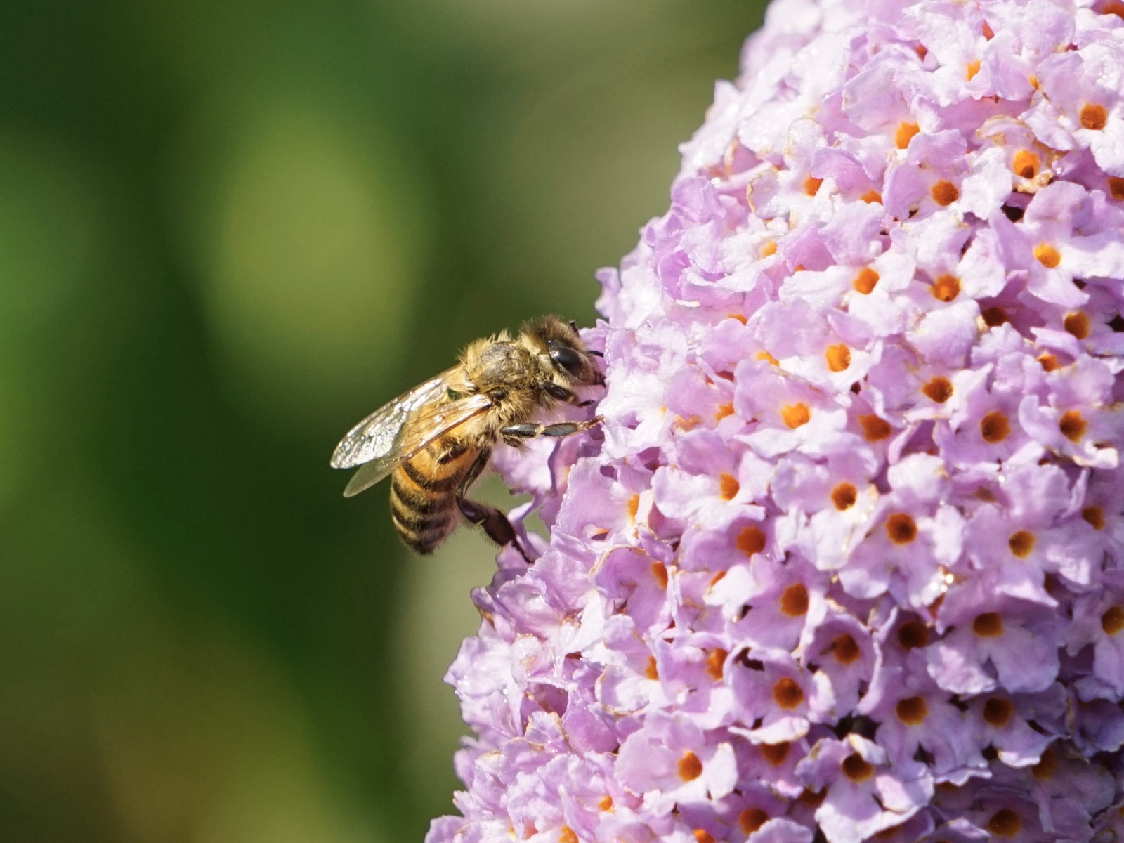 Biene im Sommerflieder Biene im Sommerflieder