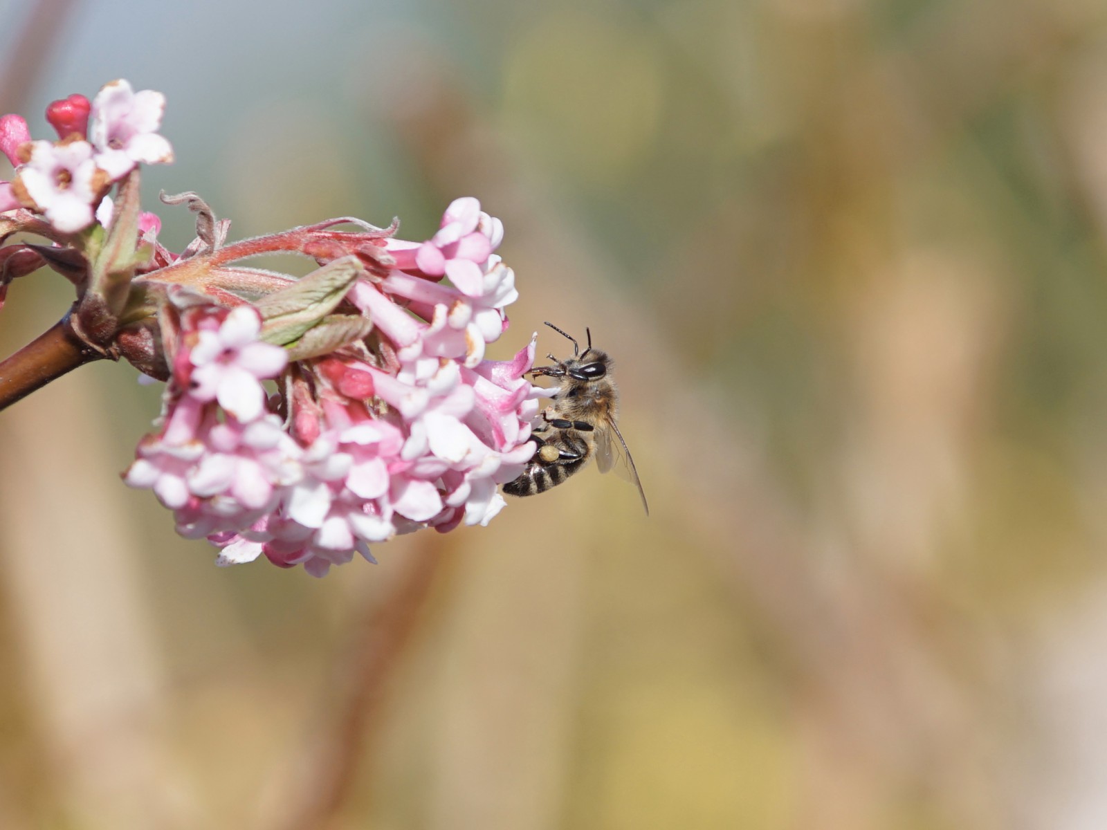 Biene im Vorfrühling Biene im Vorfrühling