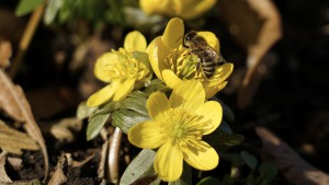 Biene im Winterlingstrio Biene im Winterlingstrio