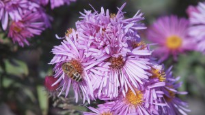 Biene in Asternblüten Biene in Asternblüten