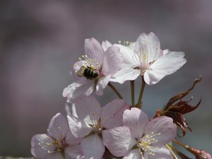 Biene in den Kirschblüten Biene in den Kirschblüten