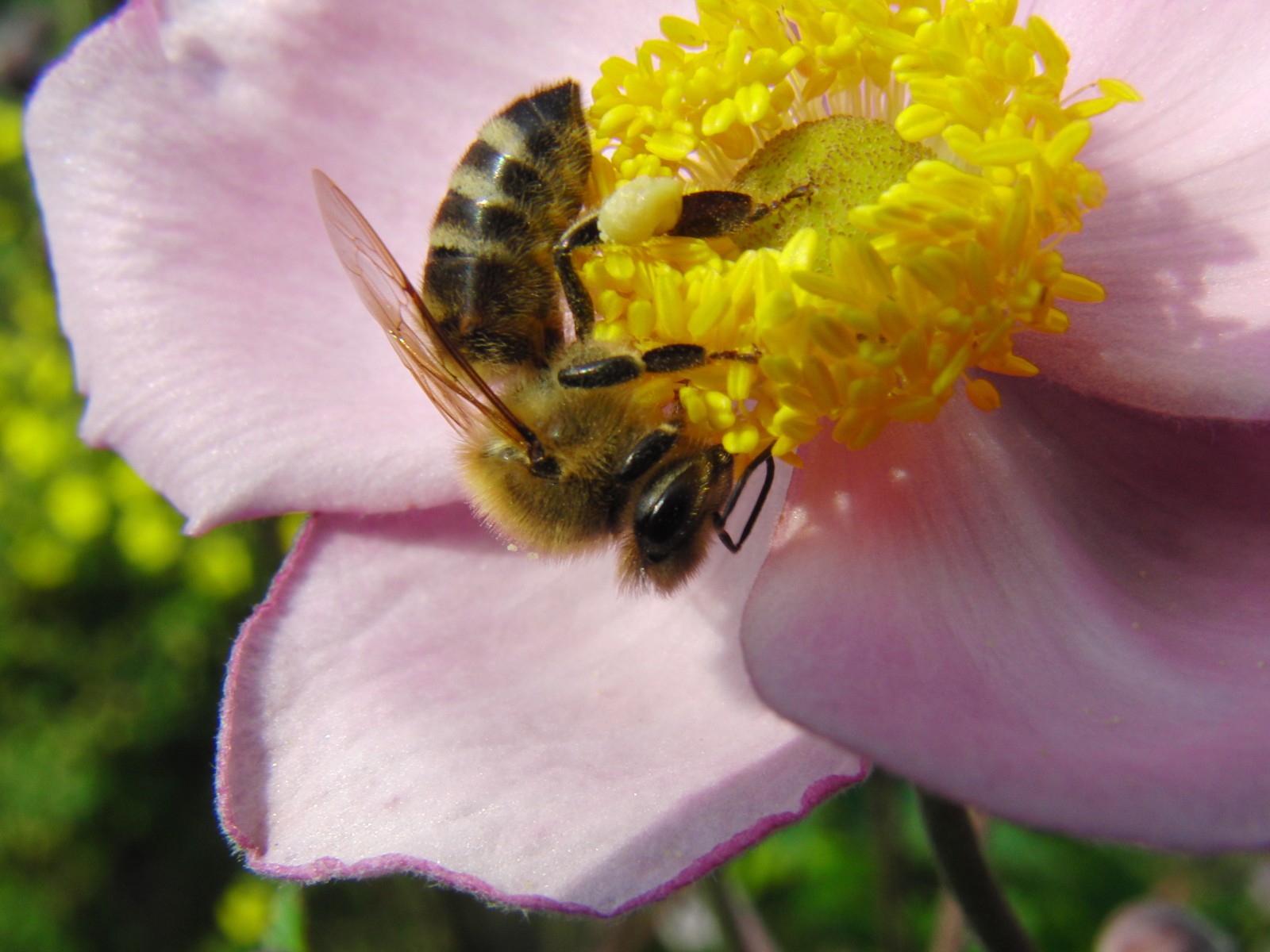 Biene Kopfüber Biene Kopfüber