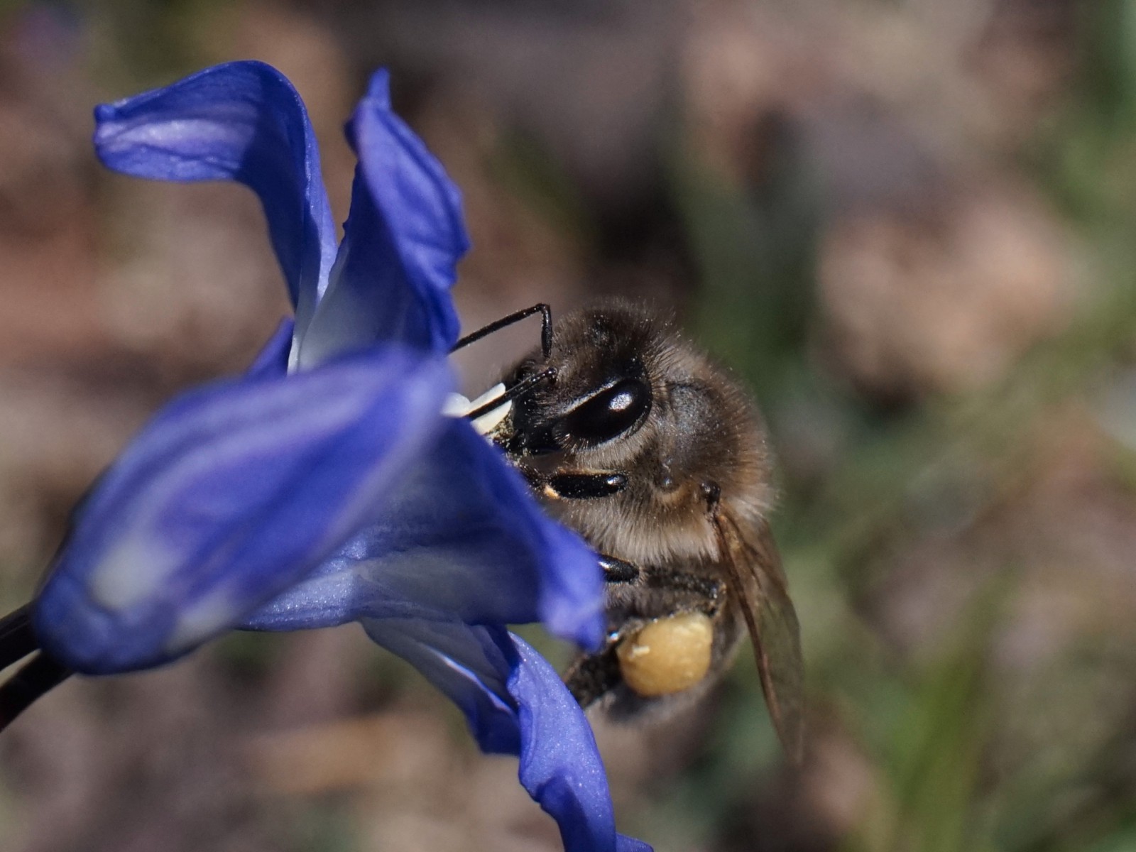 Biene schaut auf Blaustern Biene schaut auf Blaustern