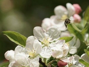 Biene über Apfellüten Biene über Apfellüten