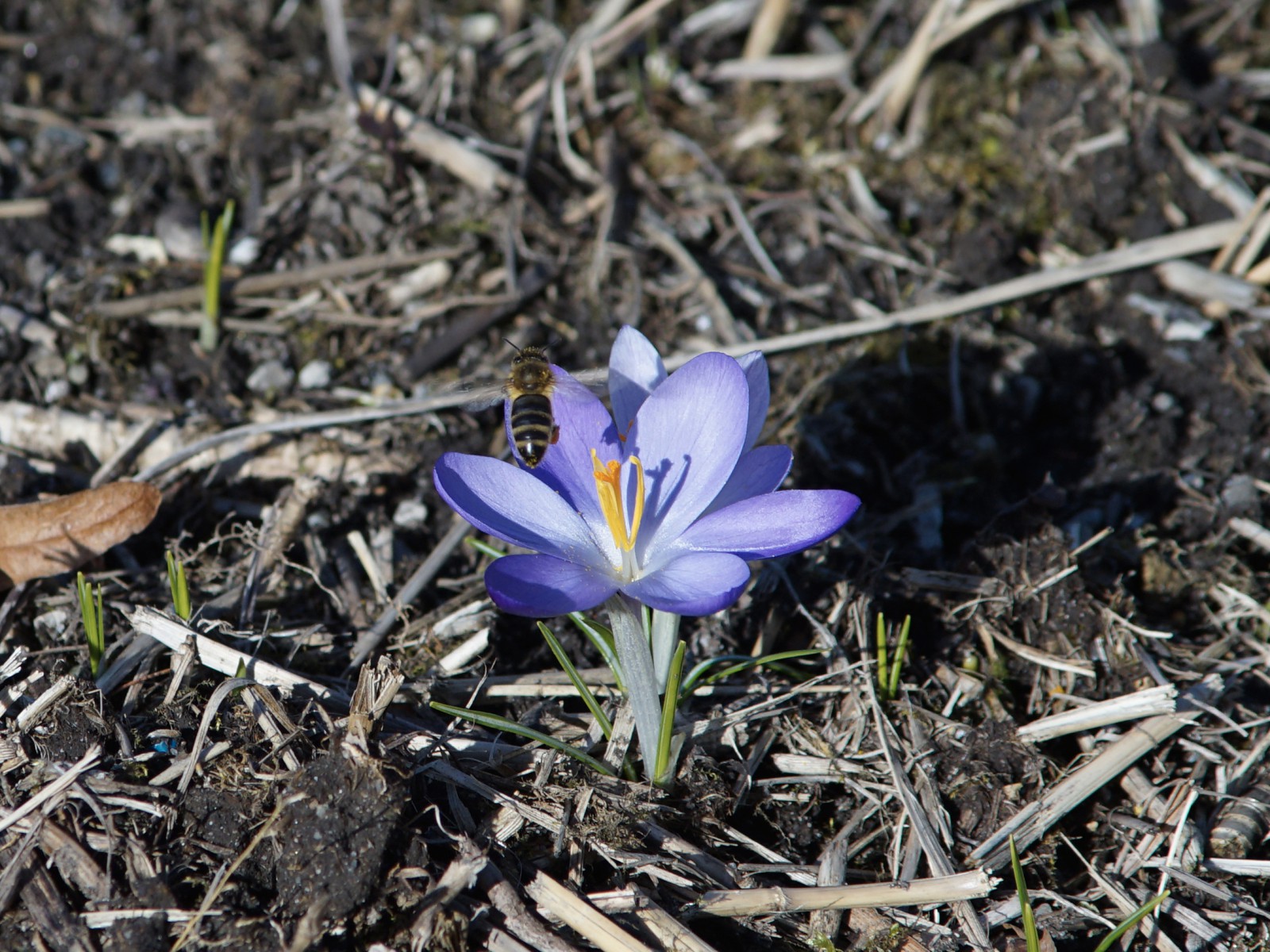 Biene im Elfenkrokus Biene im Elfenkrokus