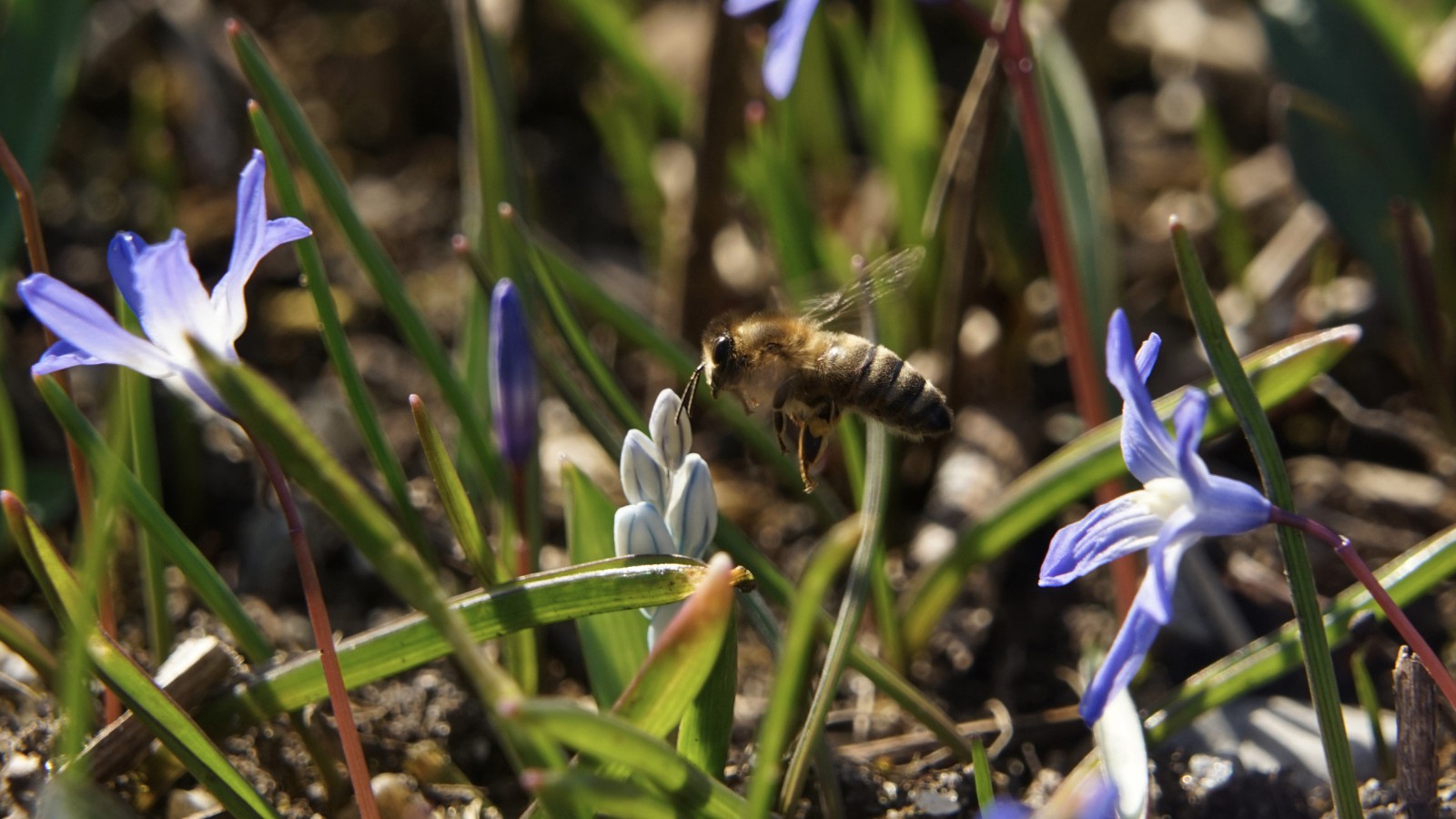 Biene unterwegs im Frühling Biene unterwegs im Frühling